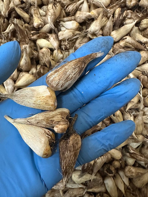 Фрезия Махровая Розовая 1 уп. (20 шт.)